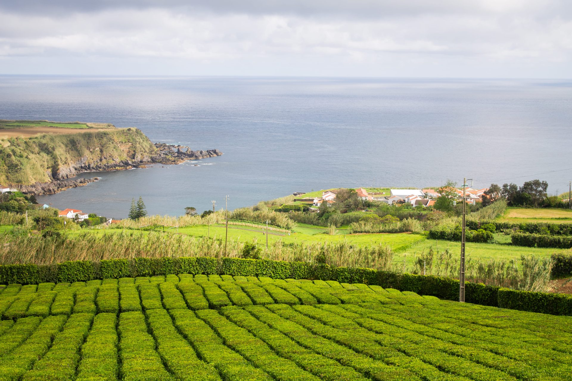 thé des açores