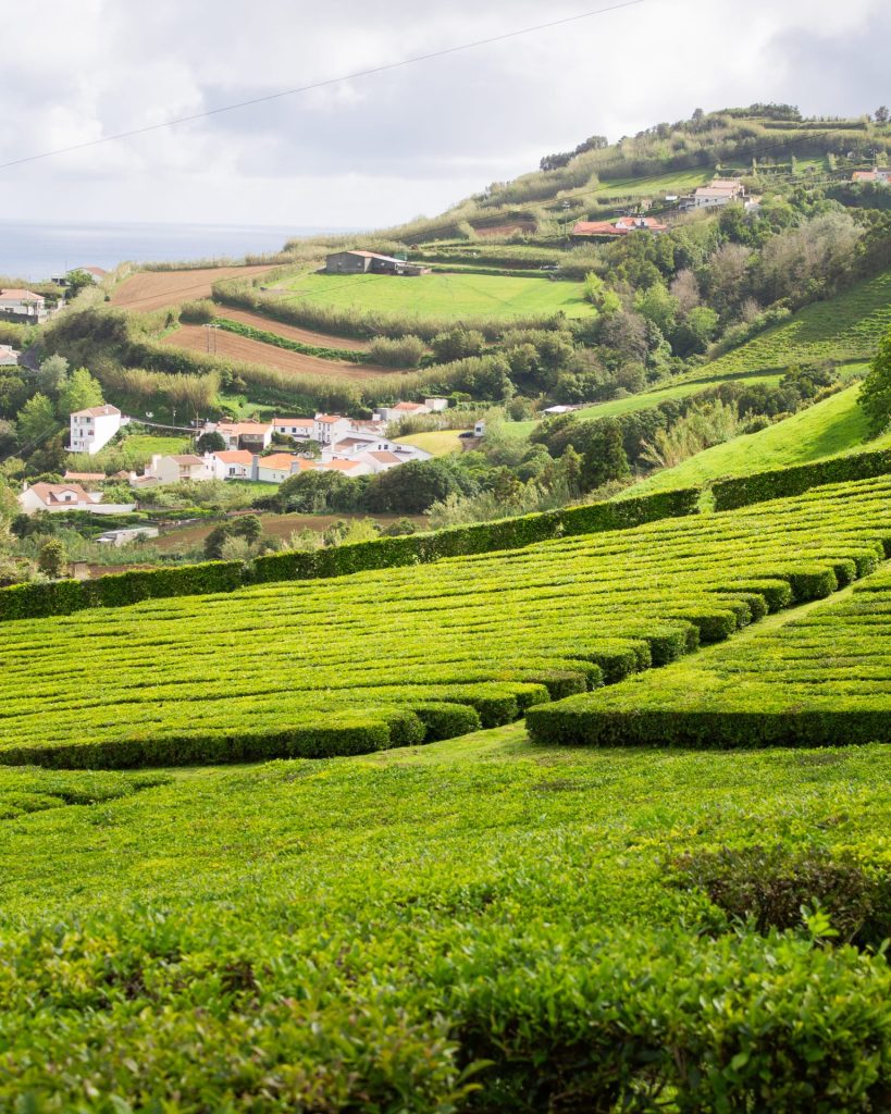 plantation de thé des açores chà formoso