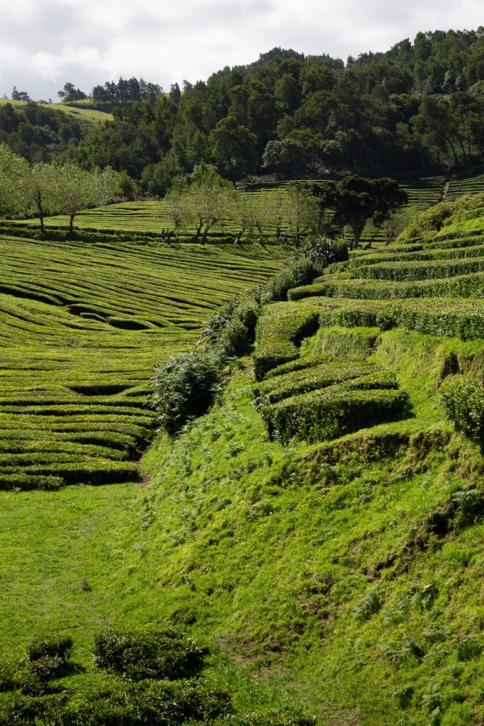 plantation de thé des açoresz chà gorreana