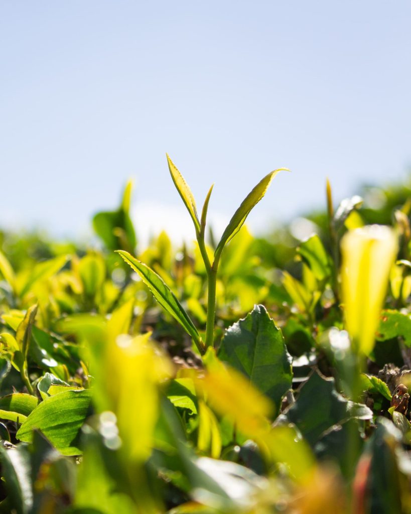 feuilles de thé des açores